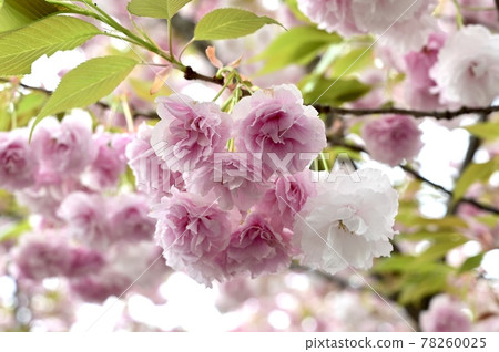 Double cherry blossoms blooming in Shiba Park Double cherry blossoms blooming in Shiba Park 78260025