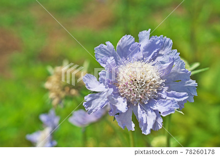 藍色枕形花 78260178