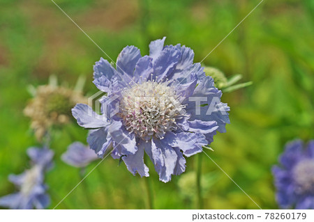 藍色枕形花 78260179