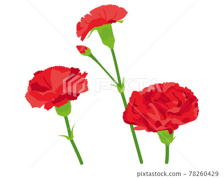 red carnation flowers, Stock image