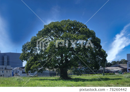 Big tree Big tree 78260442