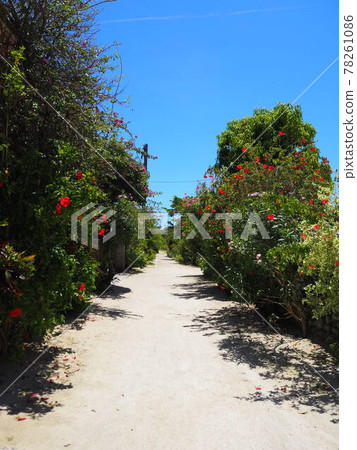 Tree-lined road on Taketomi Island Tree-lined road on Taketomi Island 78261086