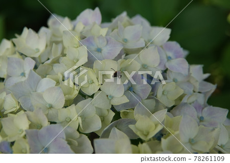 With insects 78261109