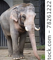 大象 78261222