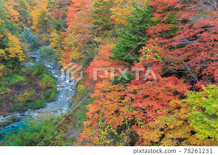 Nagano_Takase Valley Superb view of autumn leaves 78261231
