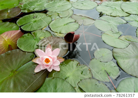 Water lily Water lily 78261357