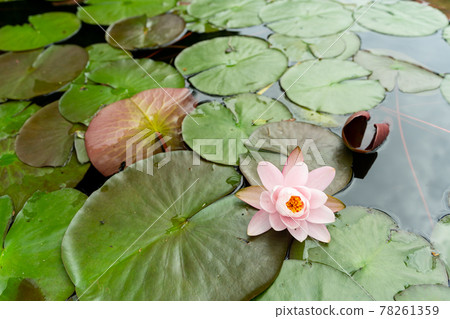 Water lily 78261359