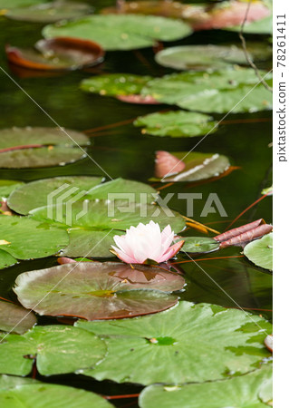 Water lily Water lily 78261411