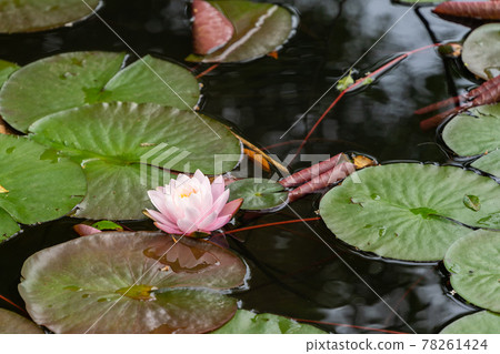 Water lily Water lily 78261424