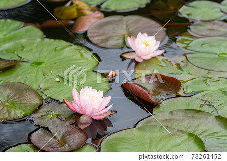Water lily 78261452
