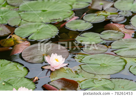Water lily 78261453