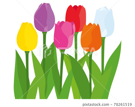 五顏六色的鬱金香花 五顏六色的鬱金香花 78261519