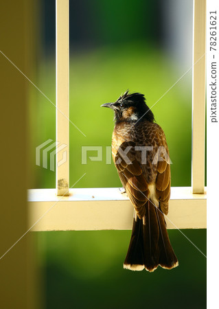 火奴魯魯野生鳥類 78261621