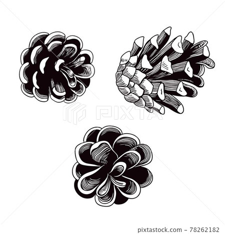 Line art realistic pine cones isolated on white background Line art realistic pine cones isolated on white background 78262182