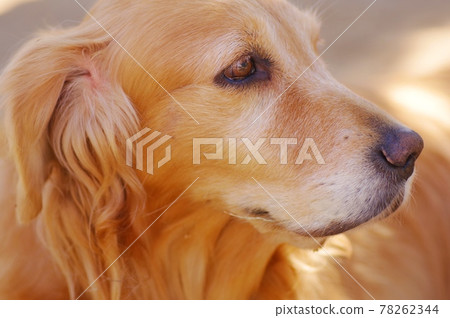 金毛獵犬 金毛獵犬 78262344
