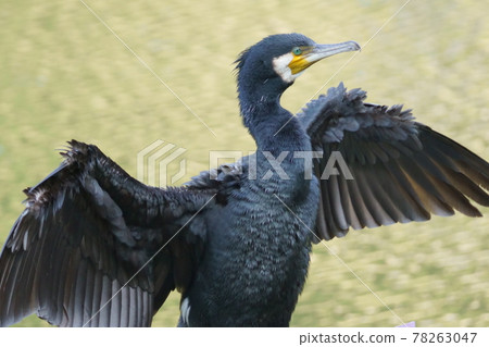 鸕鶿乾燥羽毛 78263047