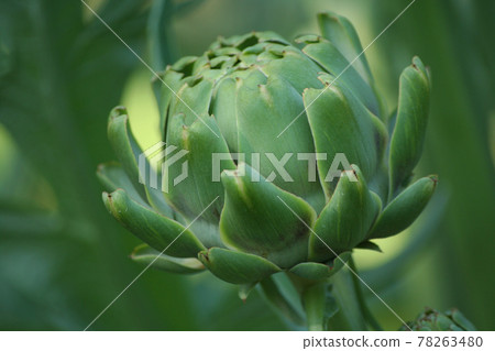 Artichoke in Garden With Blurred Green Plant Background 78263480