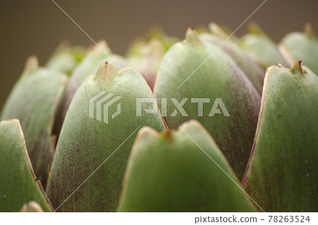 Artichoke in Garden With Blurred Green Plant Background 78263524