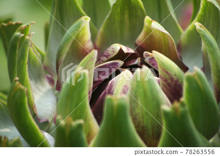 Artichoke in Garden With Blurred Green Plant Background Artichoke in Garden With Blurred Green Plant Background 78263556