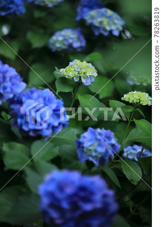 Tamagawadai Park Hydrangea 42 Tamagawadai Park Hydrangea 42 78263819