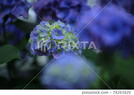 Tamagawadai Park Hydrangea 43 78263820