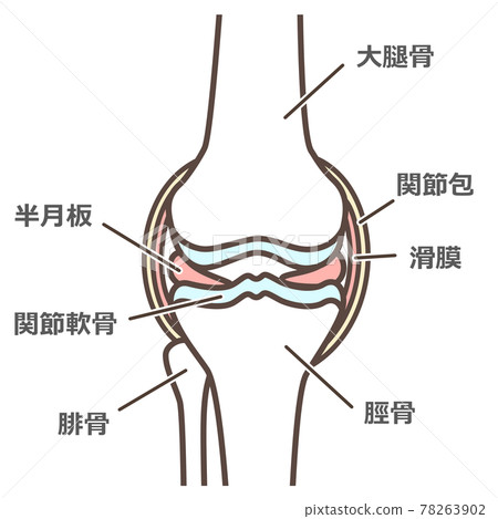 Simple illustration of normal knee joint 78263902