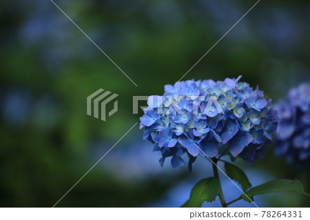 Hydrangea in Senzokuike Park 9 Hydrangea in Senzokuike Park 9 78264331