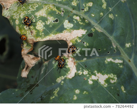 Agriculture, feeding damage to broccoli by Eurydema dominus Agriculture, feeding damage to broccoli by Eurydema dominus 78264492
