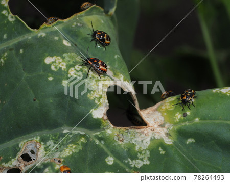 Agriculture, feeding damage to broccoli by Eurydema dominus Agriculture, feeding damage to broccoli by Eurydema dominus 78264493