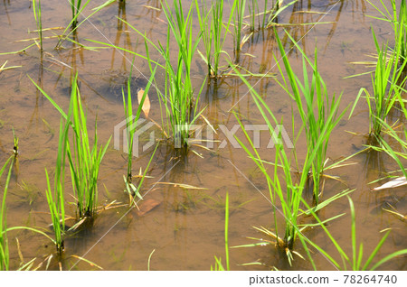 Jike Furusato Village in early summer 78264740