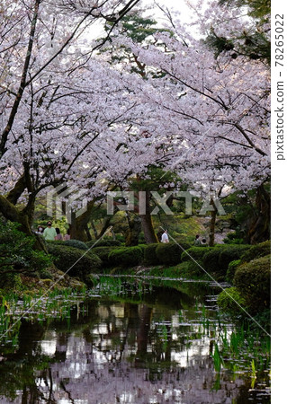 Cherry blossoms and rivers 78265022