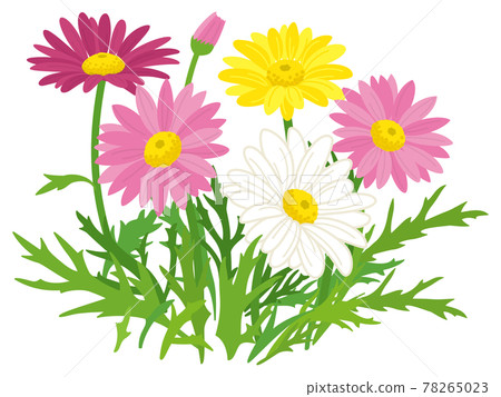 Colorful marguerite flowers Colorful marguerite flowers 78265023