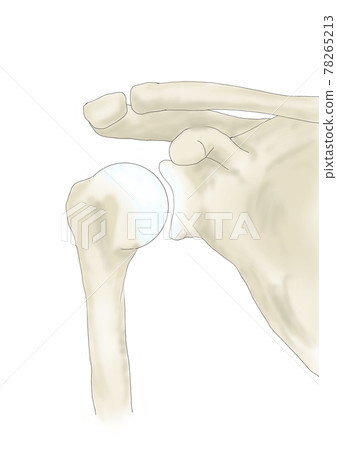 Anterior shoulder joint bone Anterior shoulder joint bone 78265213