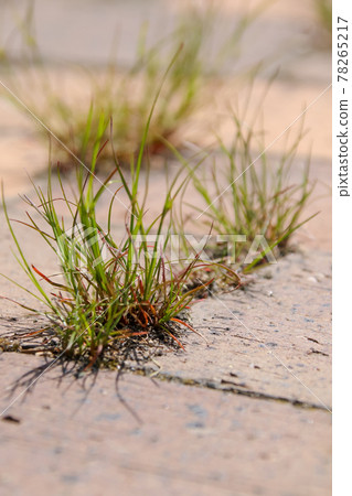 雜草，野草，草，自然，綠色 78265217