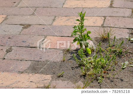 雜草，野草，草，自然，綠色 78265218
