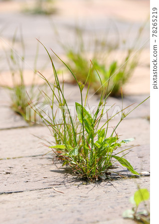 雜草，野草，草，自然，綠色 78265219
