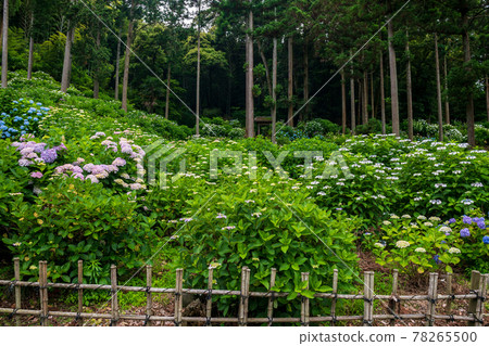 雨季花繡球花盛開在千光寺的風景 78265500