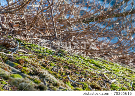 Moss and green algae on tile roof tiles 78265616