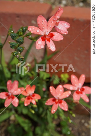 鳶尾花 鳶尾花 78265620