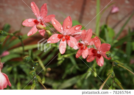 Iris 78265764