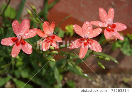Iris Iris 78265814