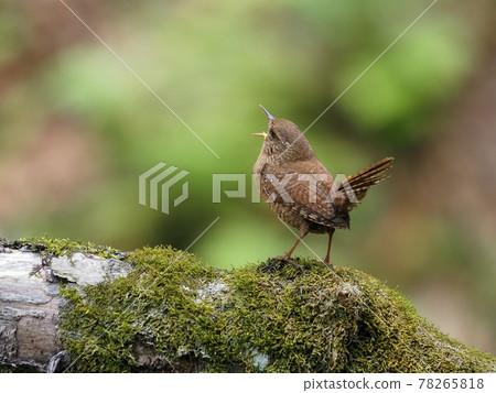 Mountain stream diva wren Mountain stream diva wren 78265818