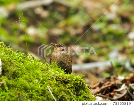 Mountain stream diva wren 78265819