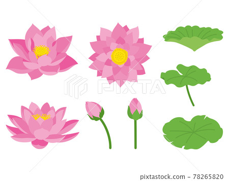 Pink lotus flower 78265820