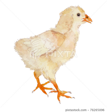 一隻大約 15 天大的小雞的水彩插圖 78265896
