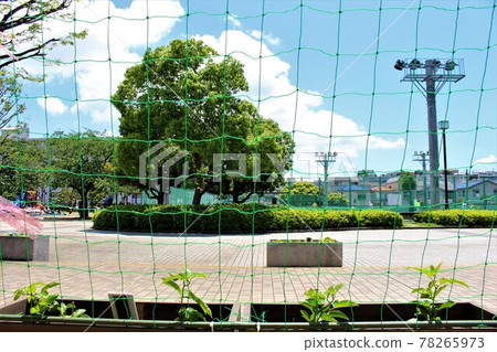 Early summer park 78265973