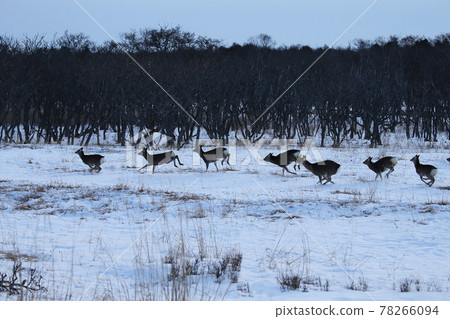 Ezo deer Ezo deer 78266094