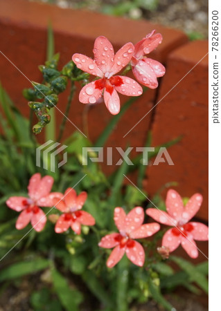 Iris Iris 78266200