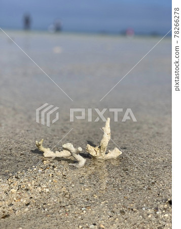 Coral and sea Coral and sea 78266278