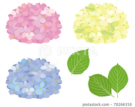 五顏六色的繡球花和葉子 插圖素材 圖庫